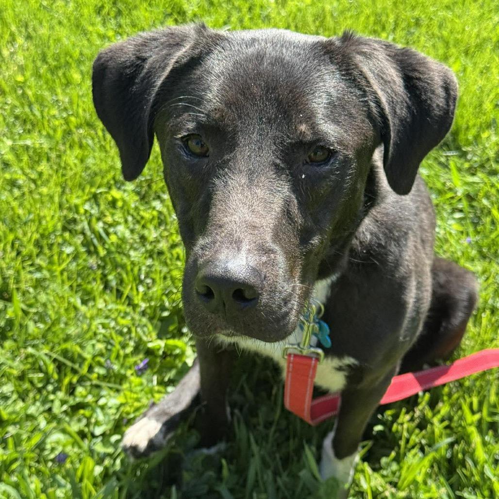 Enlarge Wallie, a Adoptable mixed breed in St. Charles, IL image 6/6