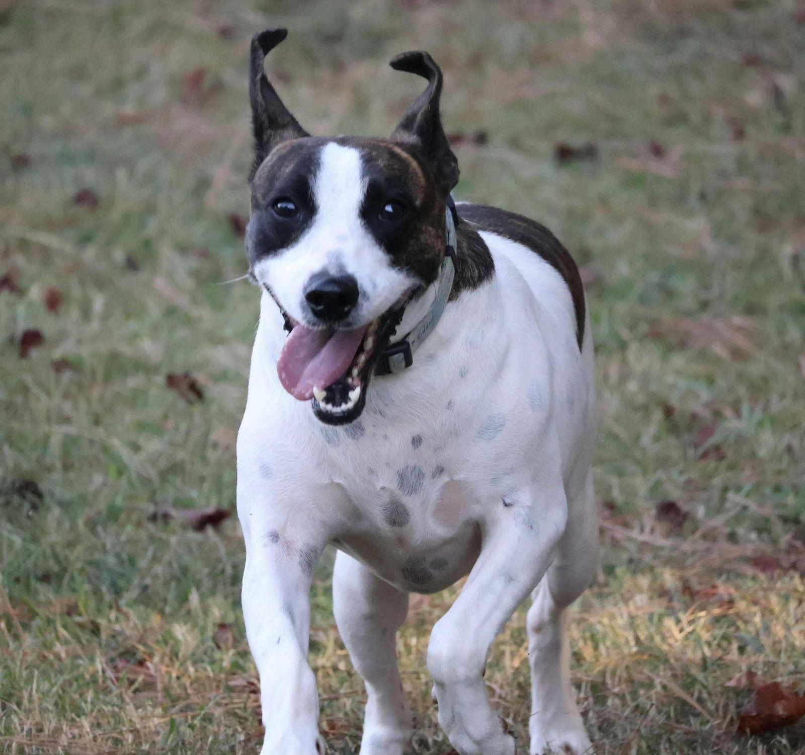 Brisket Vines, Adoptable, Adult Male Labrador Retriever.