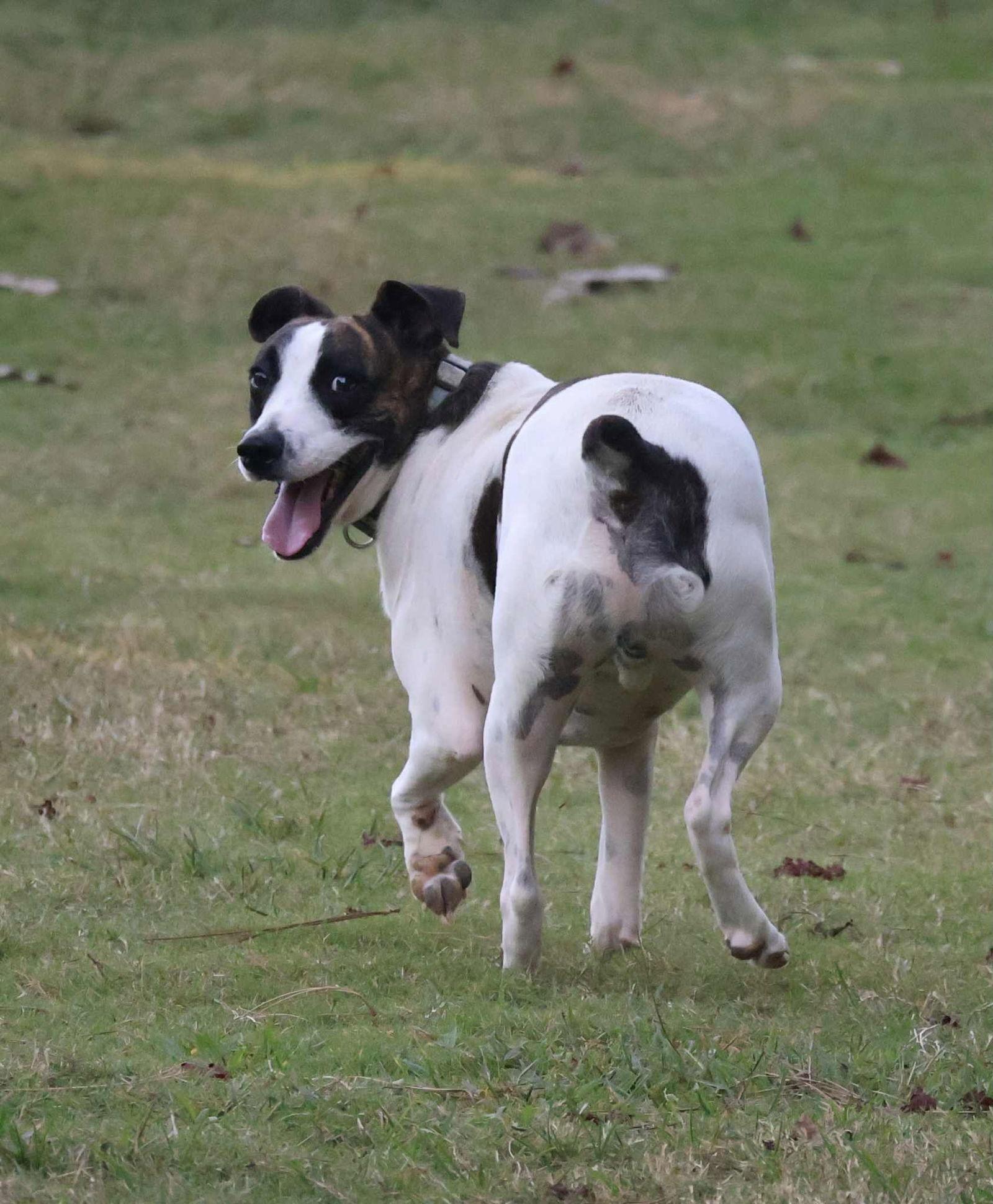 Brisket Vines, a Adoptable Labrador Retriever in Saunderstown, RI image 2/3