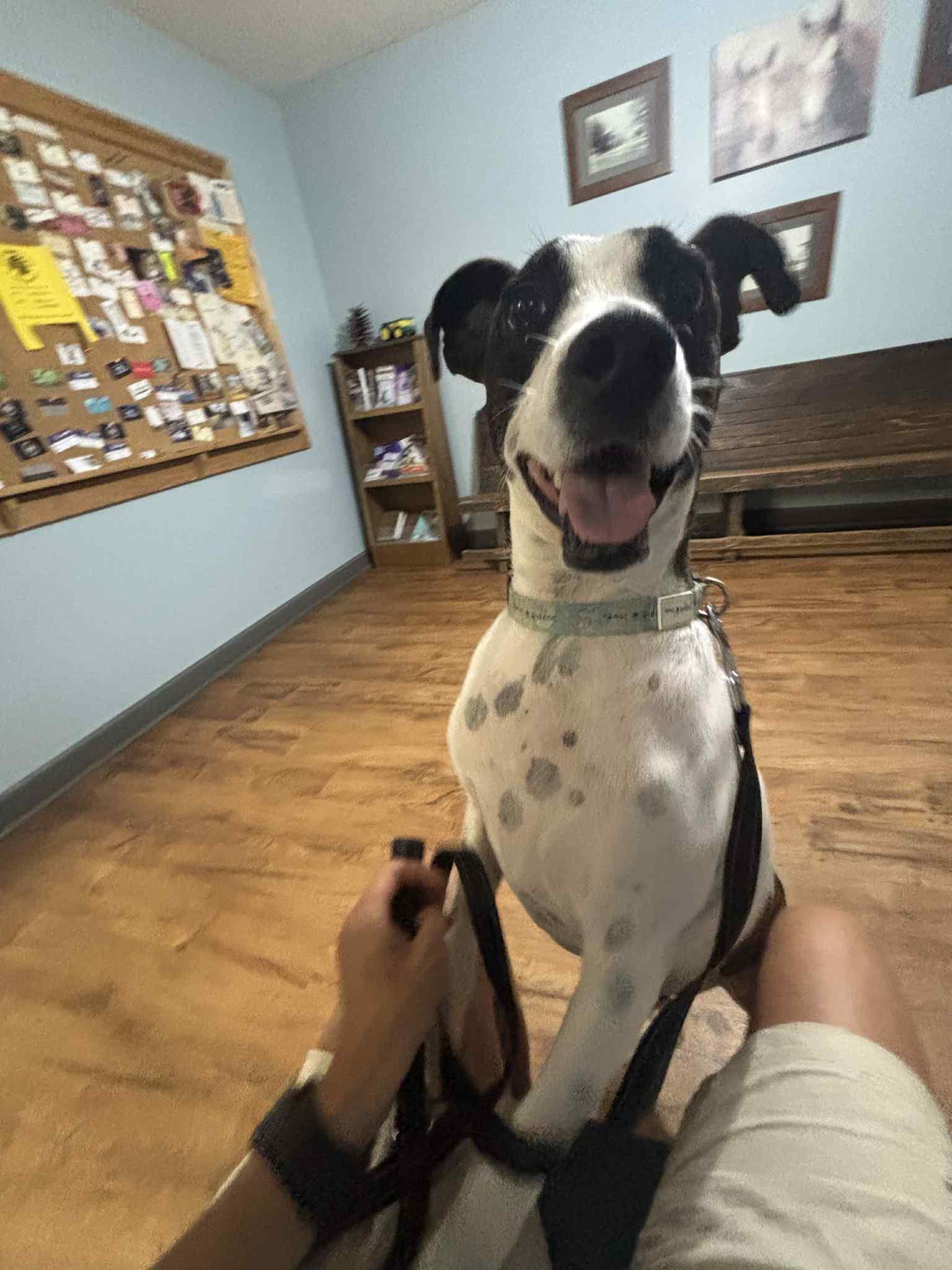 Brisket Vines — thumbnail 3