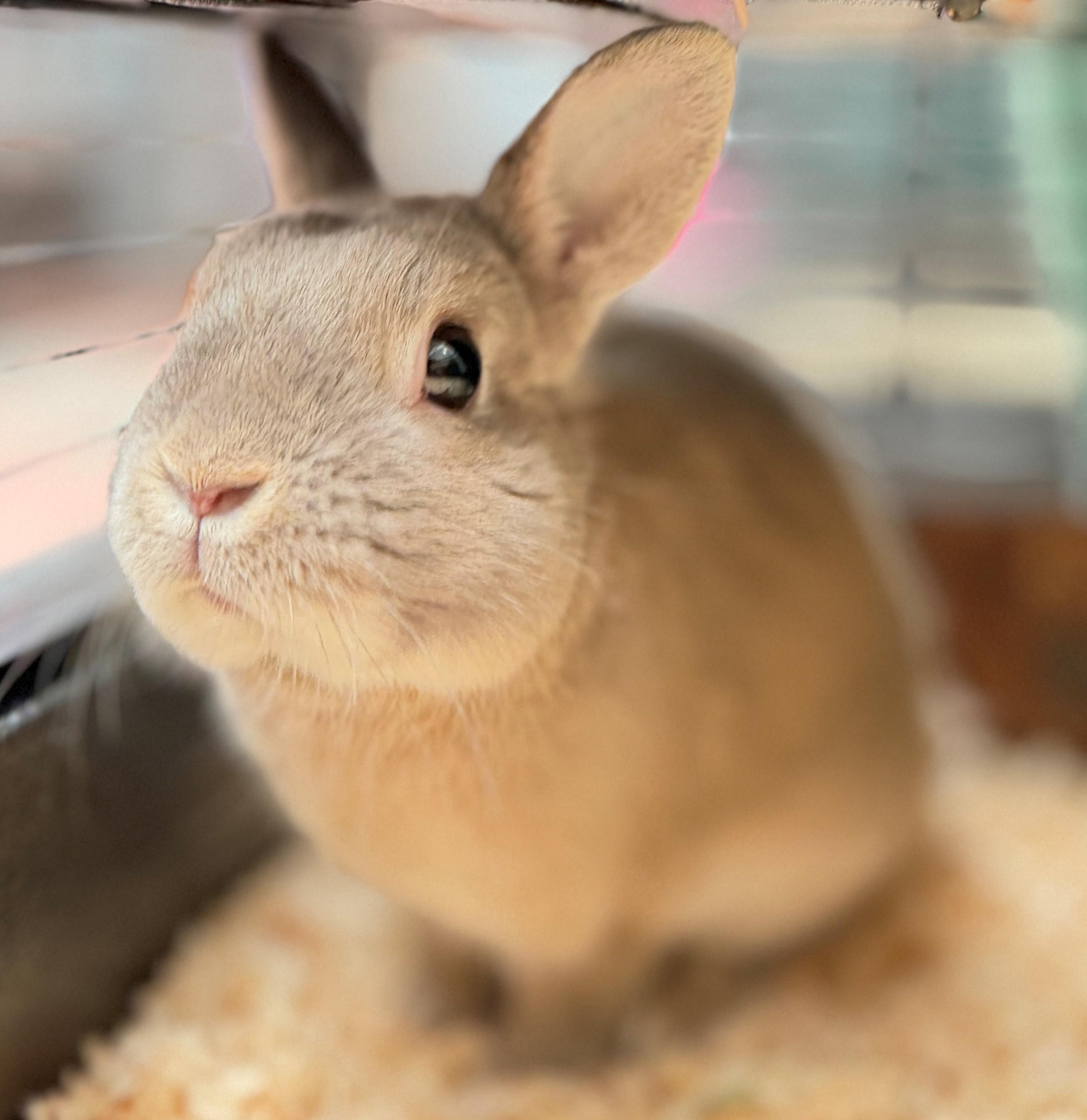 Wafer, adoptable, Adult Male American.
