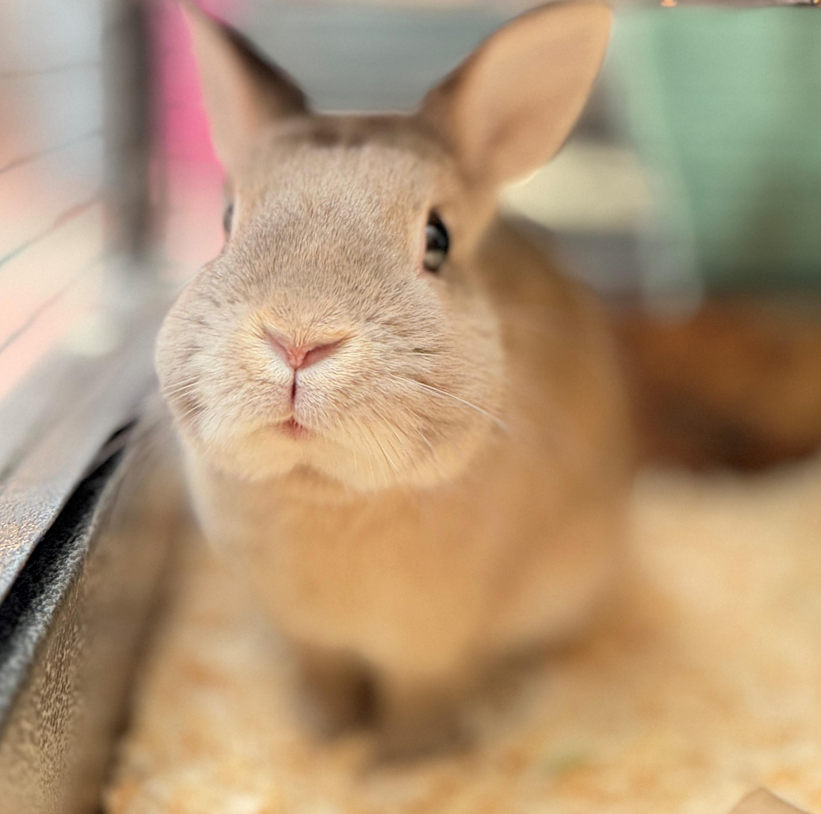 Wafer, an adoptable American in Hamilton, ON image 3/4