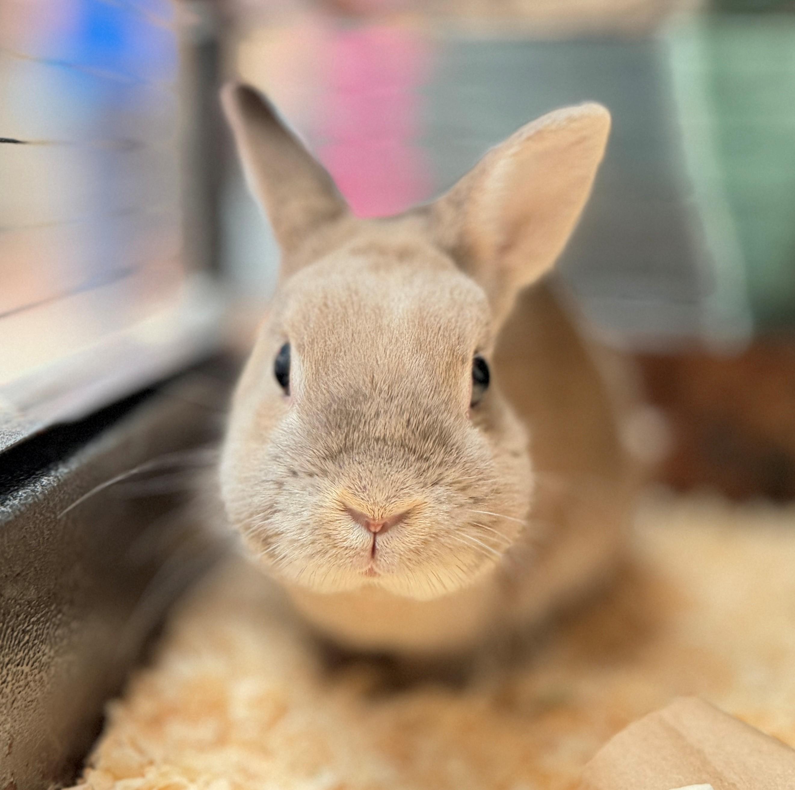 Wafer, an adoptable American in Hamilton, ON image 4/4