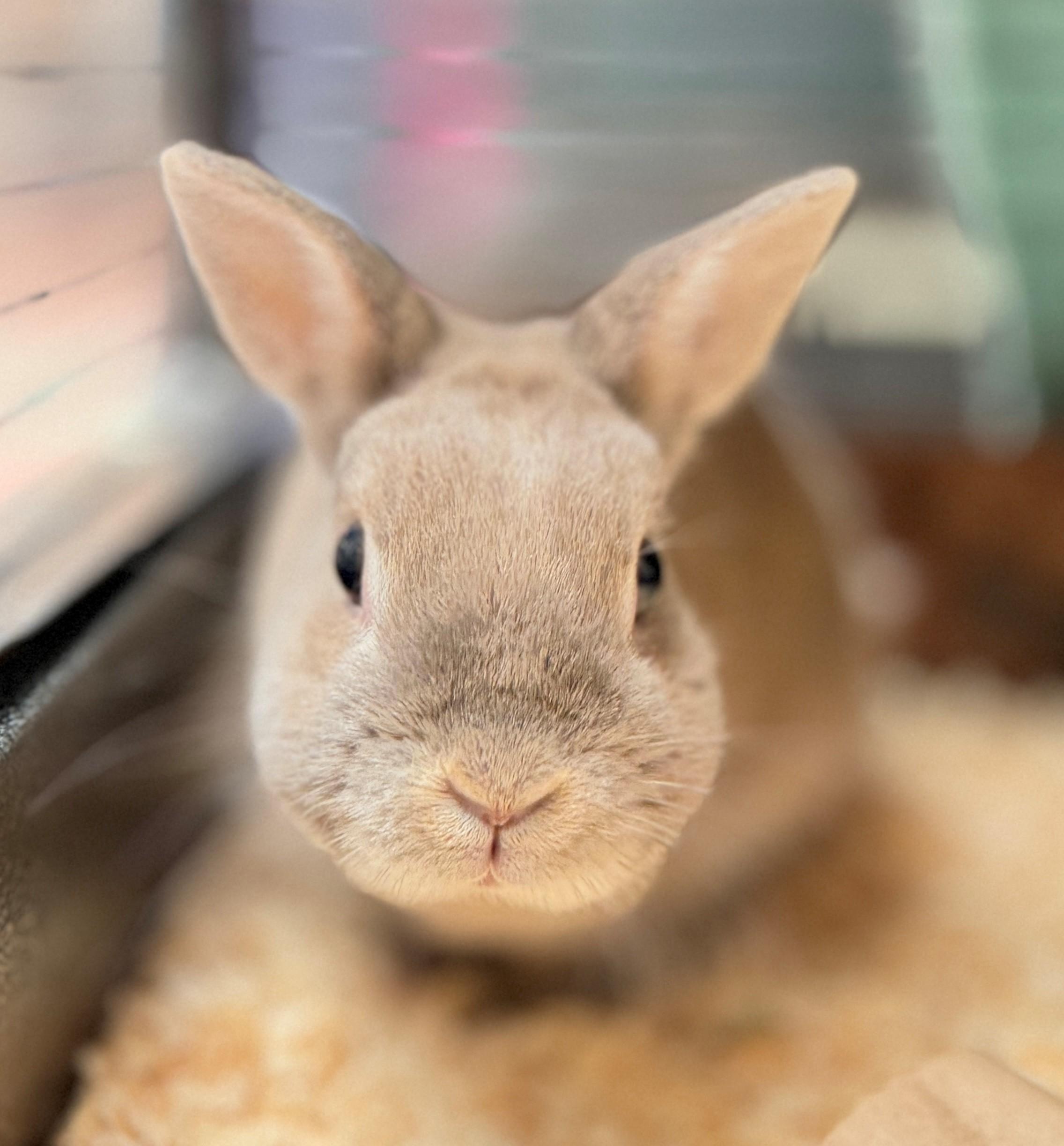 Wafer, an adoptable American in Hamilton, ON image 2/4