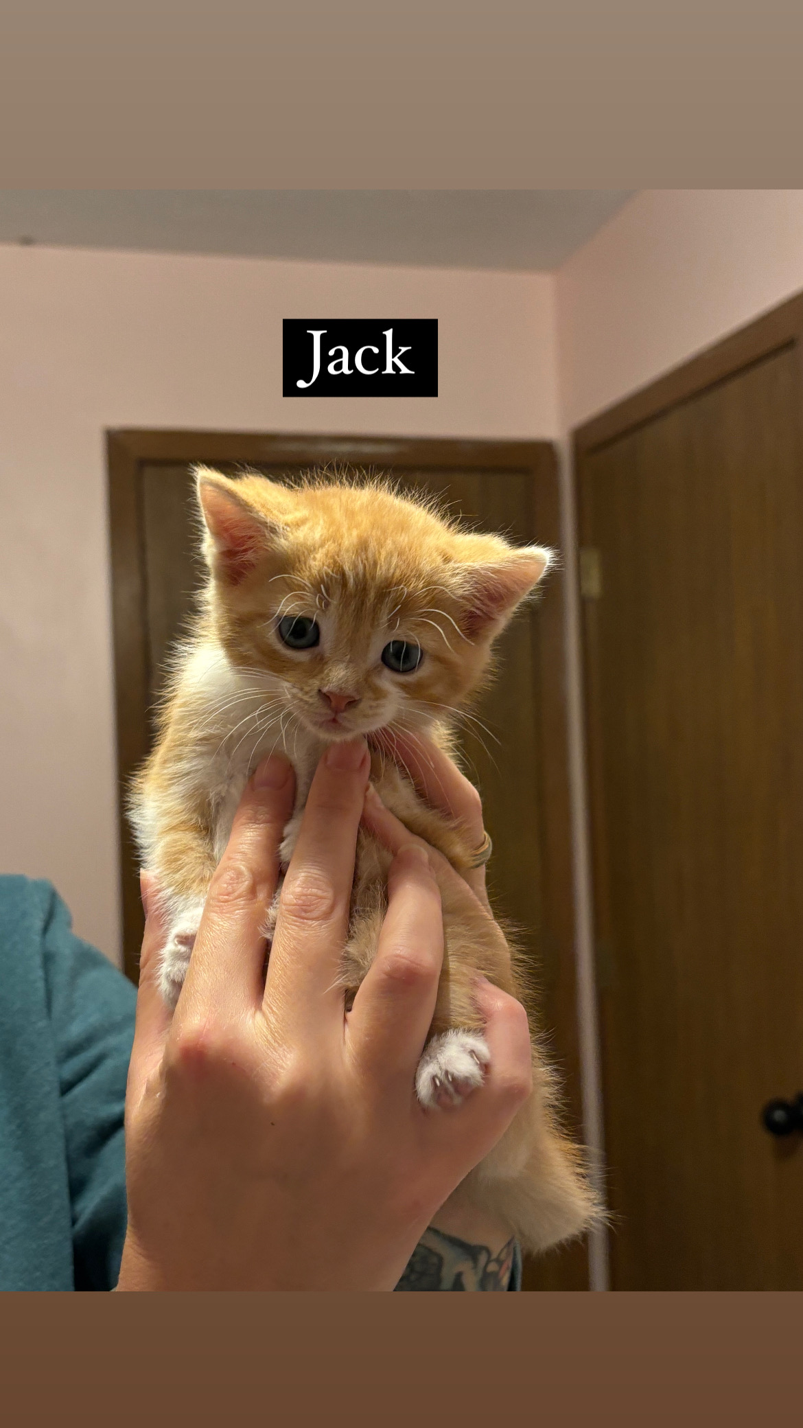 Cat for adoption Jack, a Domestic Short Hair in Columbus, OH Petfinder