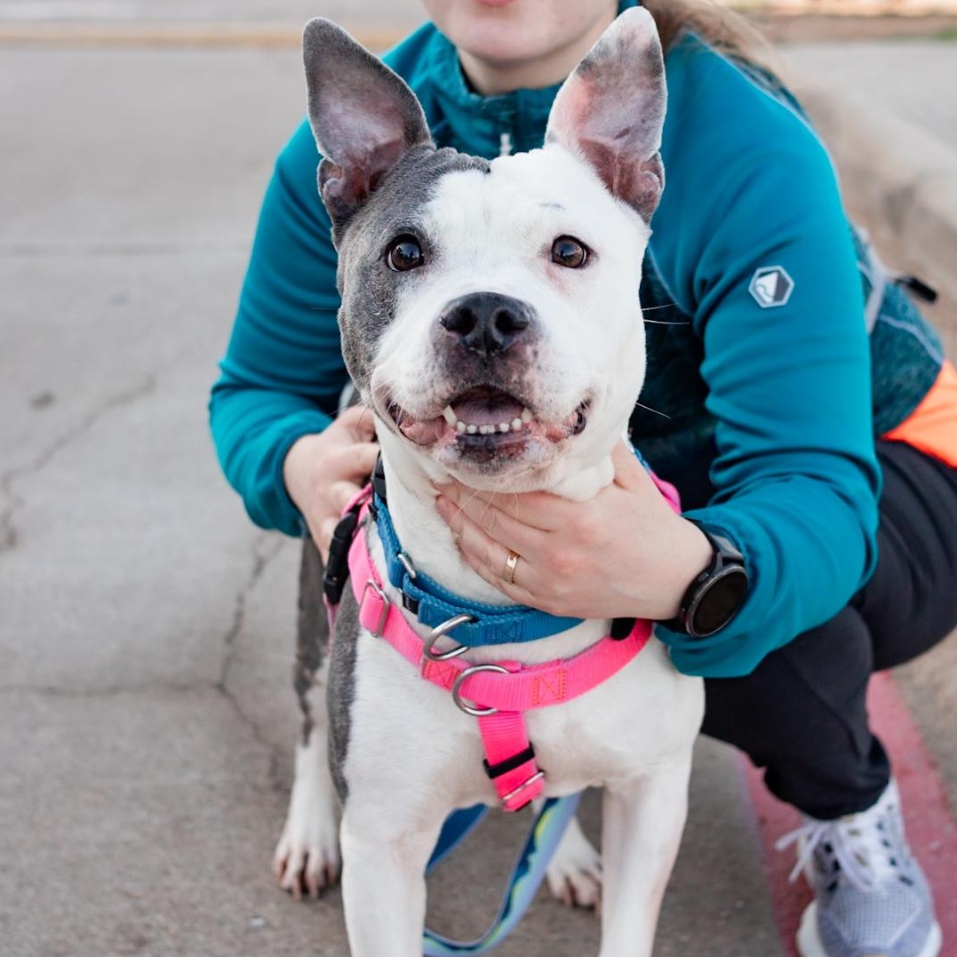 Savannah , ADOPTABLE, Young Female Pit Bull Terrier.
