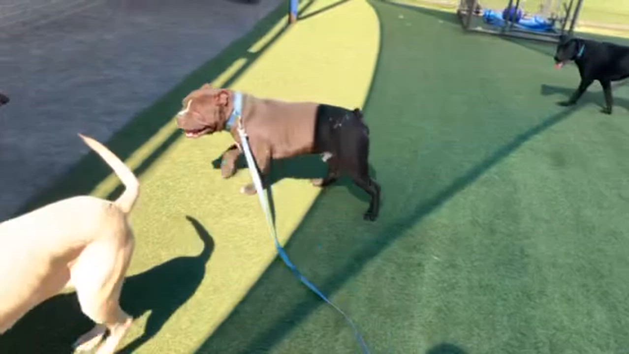 Enlarge Savannah , a ADOPTABLE Pit Bull Terrier in Ferndale, WA video 2/3