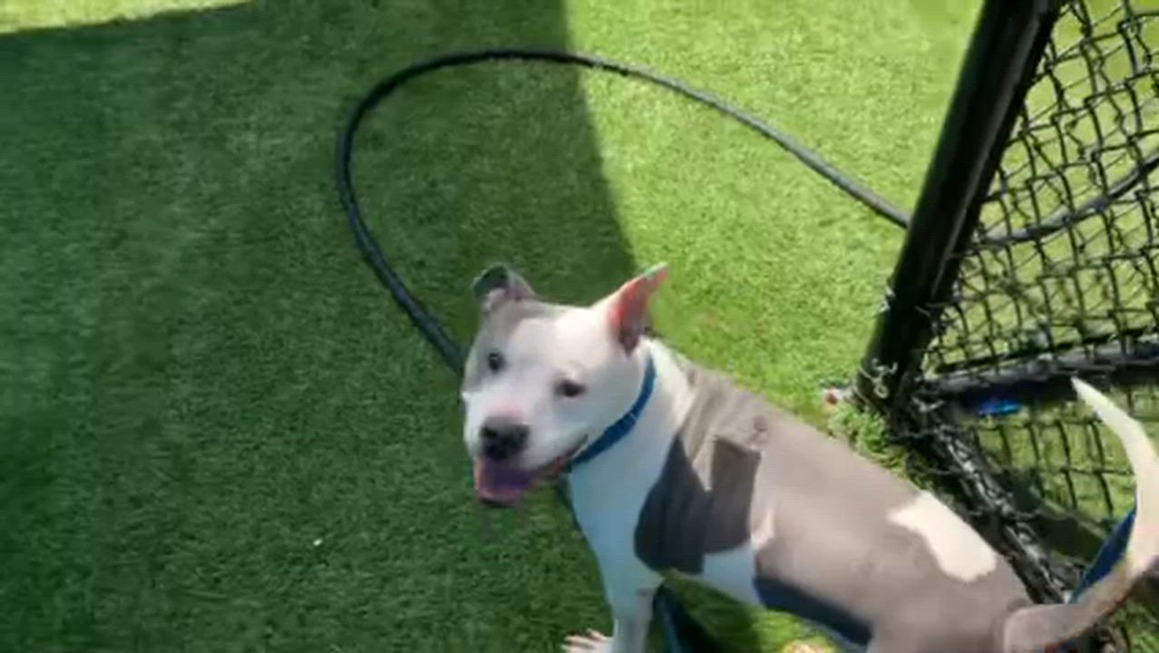 Enlarge Savannah , a ADOPTABLE Pit Bull Terrier in Ferndale, WA video 3/3