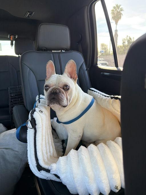 Enlarge Hermie, an adoptable French Bulldog in Los Angeles, CA image 4/4