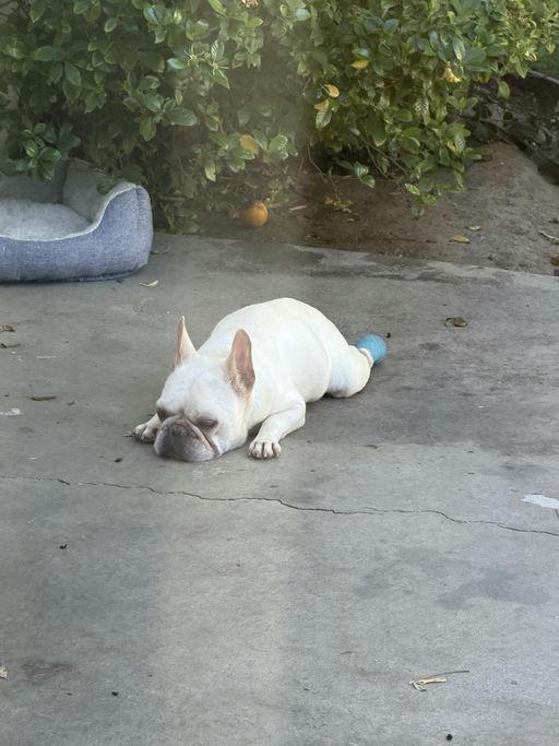 Enlarge Hermie, an adoptable French Bulldog in Los Angeles, CA image 3/4
