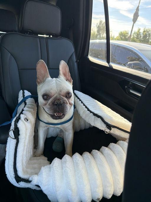Hermie, adoptable, Young Male French Bulldog.
