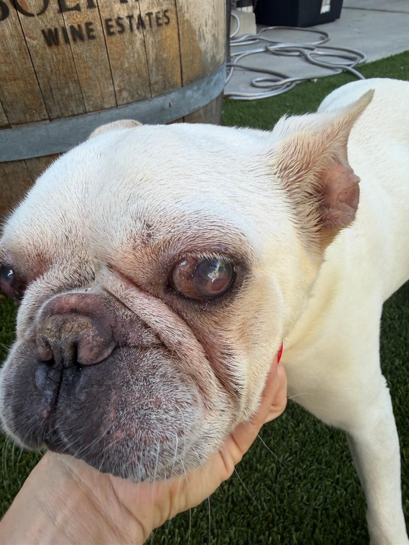 Enlarge Hermie, an adoptable French Bulldog in Los Angeles, CA image 2/4