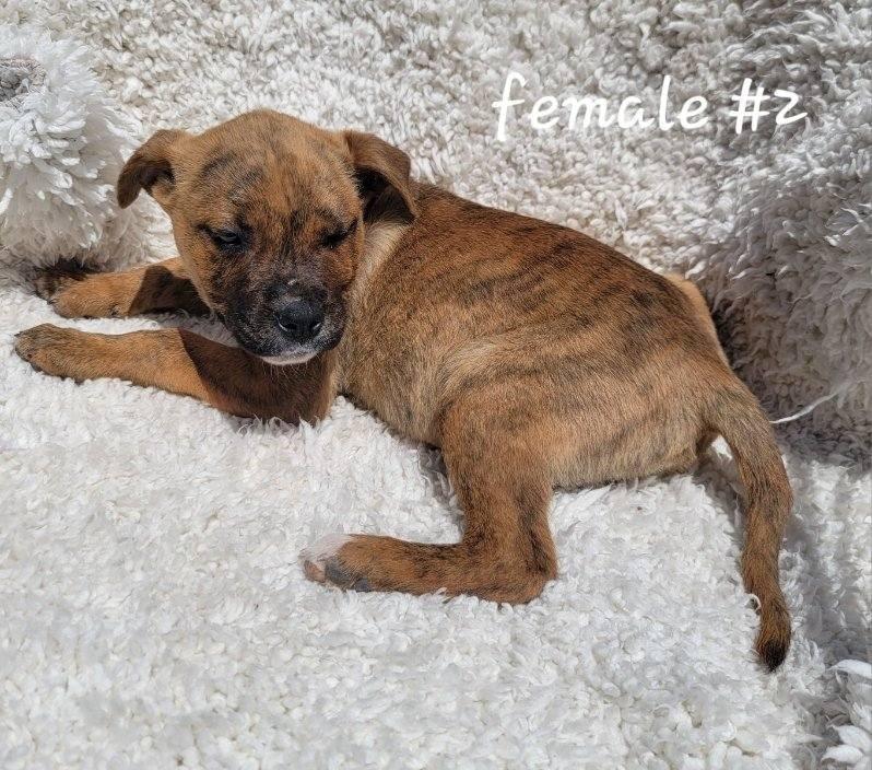 Enlarge Mountain Dew, a ADOPTABLE mixed breed in Bernalillo, NM image 2/3