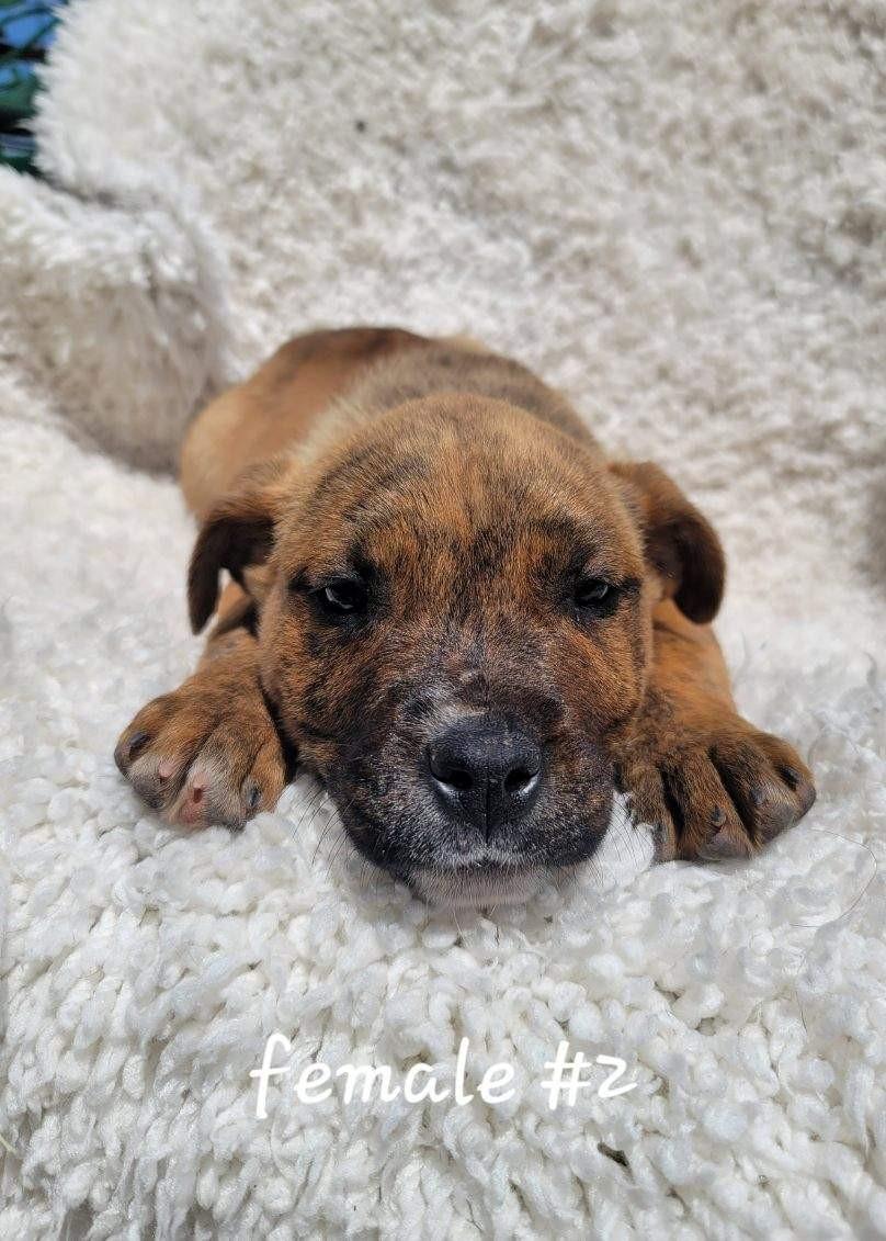 Mountain Dew, ADOPTABLE, Puppy Female American Staffordshire Terrier.