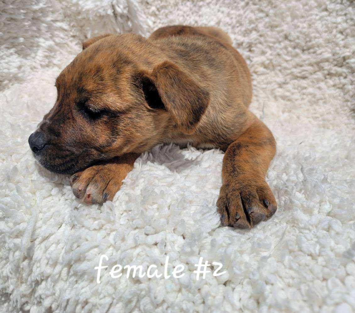 Enlarge Mountain Dew, a ADOPTABLE mixed breed in Bernalillo, NM image 3/3