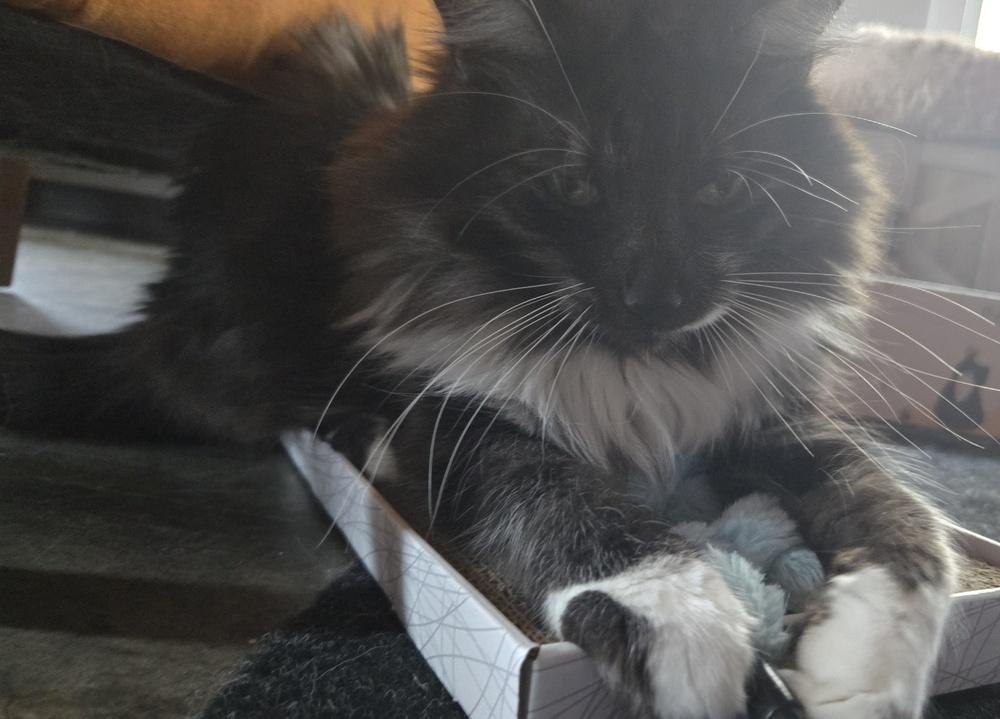 Enlarge Lucy**@ Whisker Room Cafe**, a Adoptable Domestic Long Hair in Muskegon, MI image 2/5