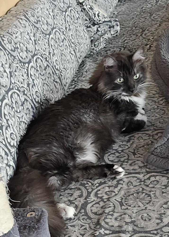 Enlarge Lucy**@ Whisker Room Cafe**, a Adoptable Domestic Long Hair in Muskegon, MI image 3/5