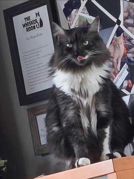 Enlarge Lucy**@ Whisker Room Cafe**, a Adoptable Domestic Long Hair in Muskegon, MI image 4/6