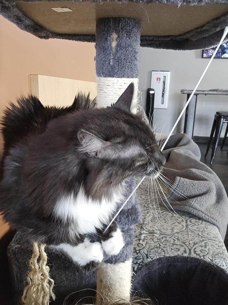 Enlarge Lucy**@ Whisker Room Cafe**, a Adoptable Domestic Long Hair in Muskegon, MI image 4/5