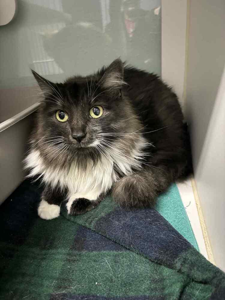 Enlarge Lucy**@ Whisker Room Cafe**, a Adoptable Domestic Long Hair in Muskegon, MI image 5/5