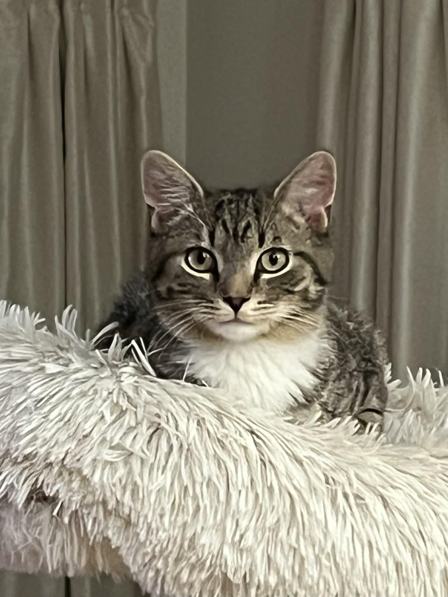 Stark, ADOPTABLE, Kitten Male Domestic Short Hair.