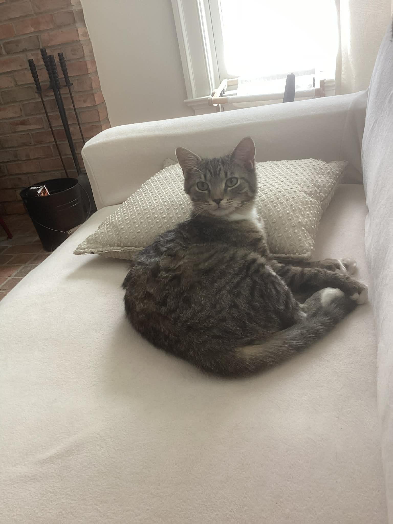 Enlarge Stark, a ADOPTABLE Domestic Short Hair in Wading River, NY image 4/4