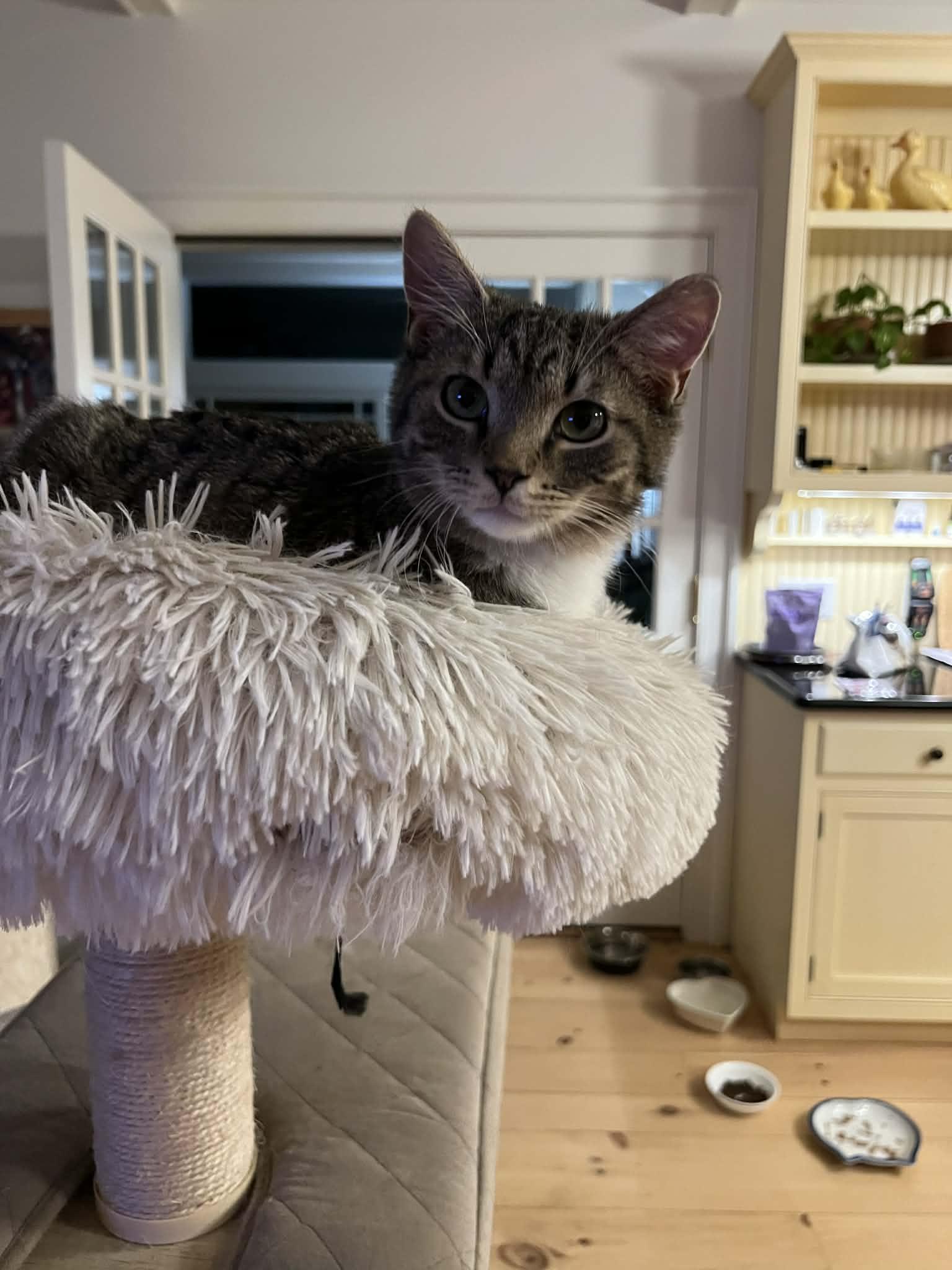 Enlarge Stark, a ADOPTABLE Domestic Short Hair in Wading River, NY image 3/4