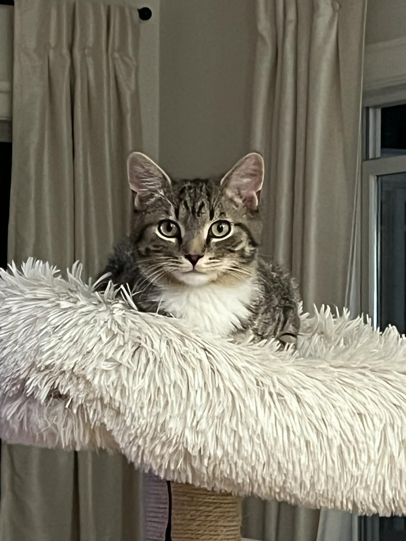 Enlarge Stark, a ADOPTABLE Domestic Short Hair in Wading River, NY image 2/4