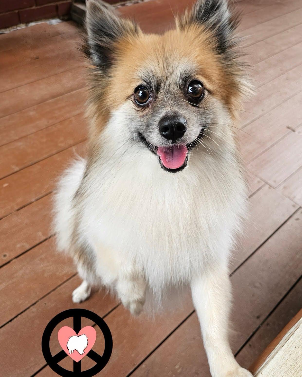 Enlarge Ryder, a Adopted Pomeranian in Lebanon, PA image 1/2