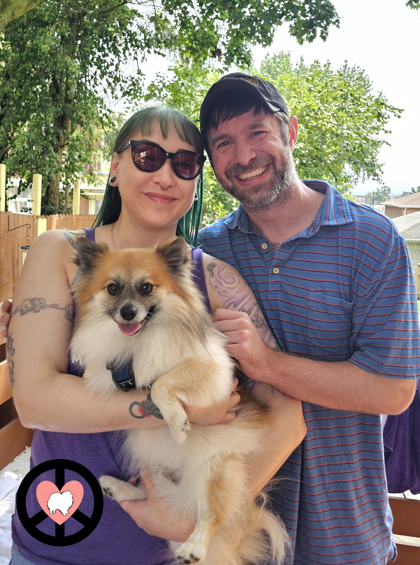 Enlarge Ryder, a Adopted Pomeranian in Lebanon, PA image 2/2