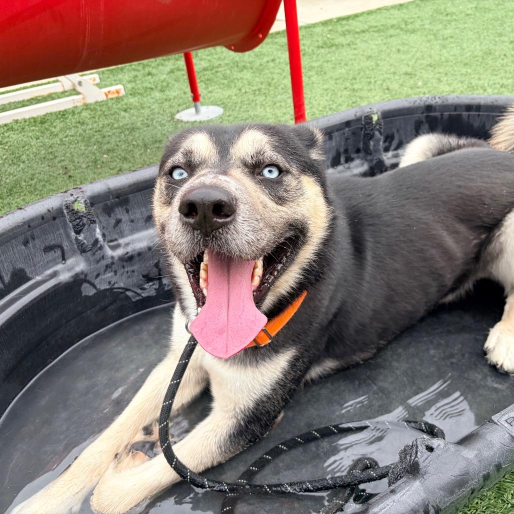 Kodiak, Adoptable, Adult Male Siberian Husky.