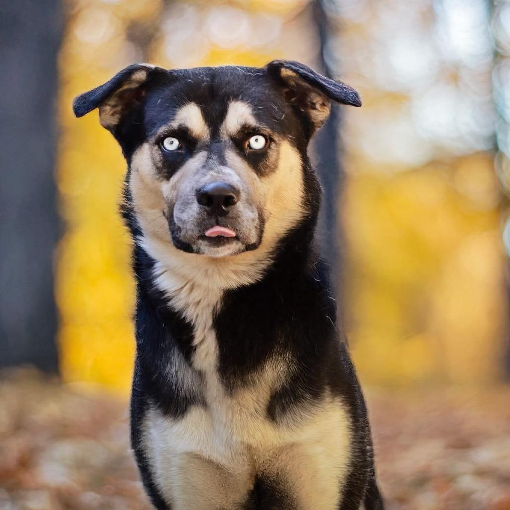 Enlarge Kodiak, a Adoptable Siberian Husky in Belleville, IL image 2/6