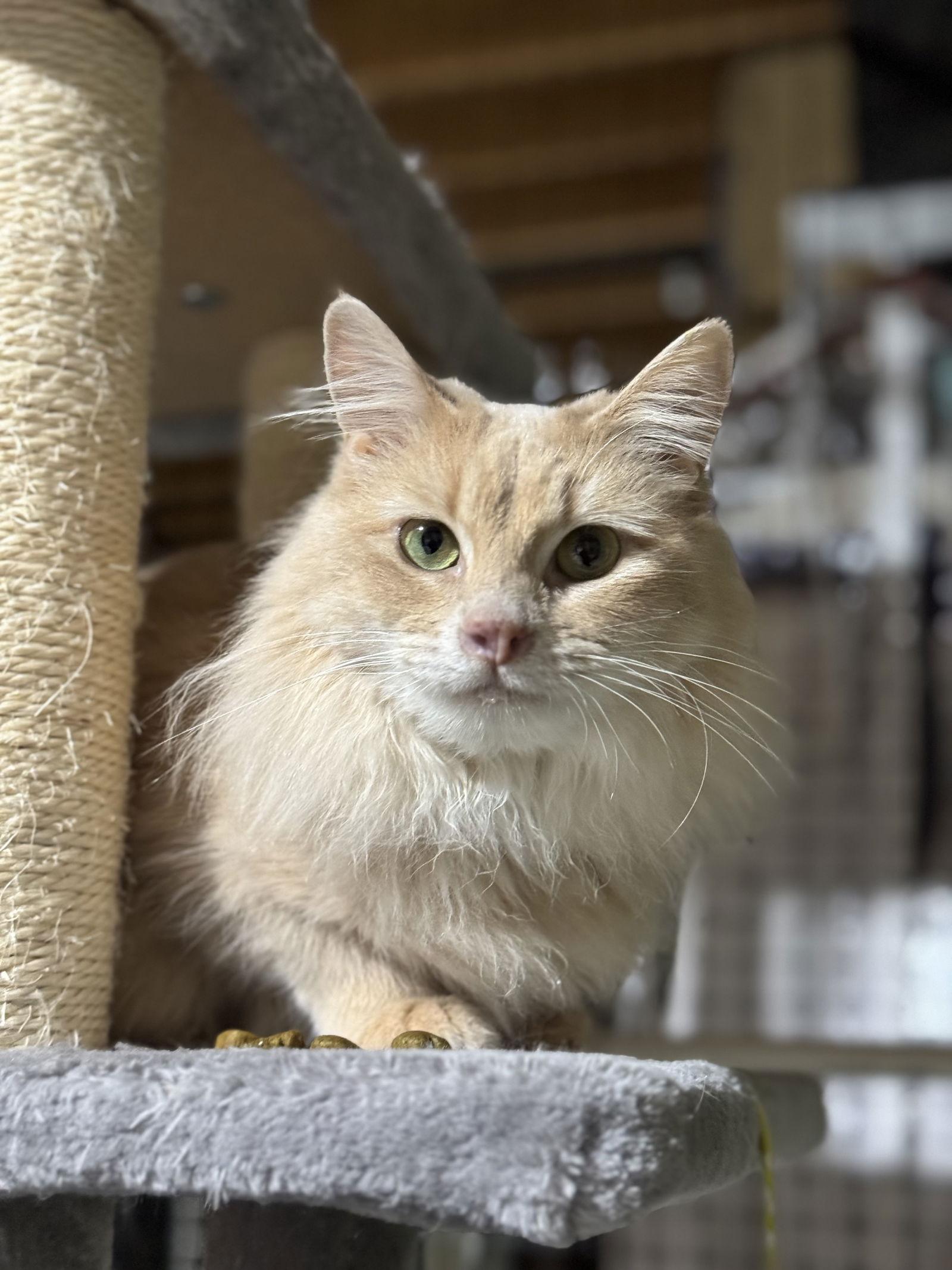 Enlarge Roxie Mae, a Adoptable Domestic Medium Hair in Lake Saint Louis, MO image 1/3