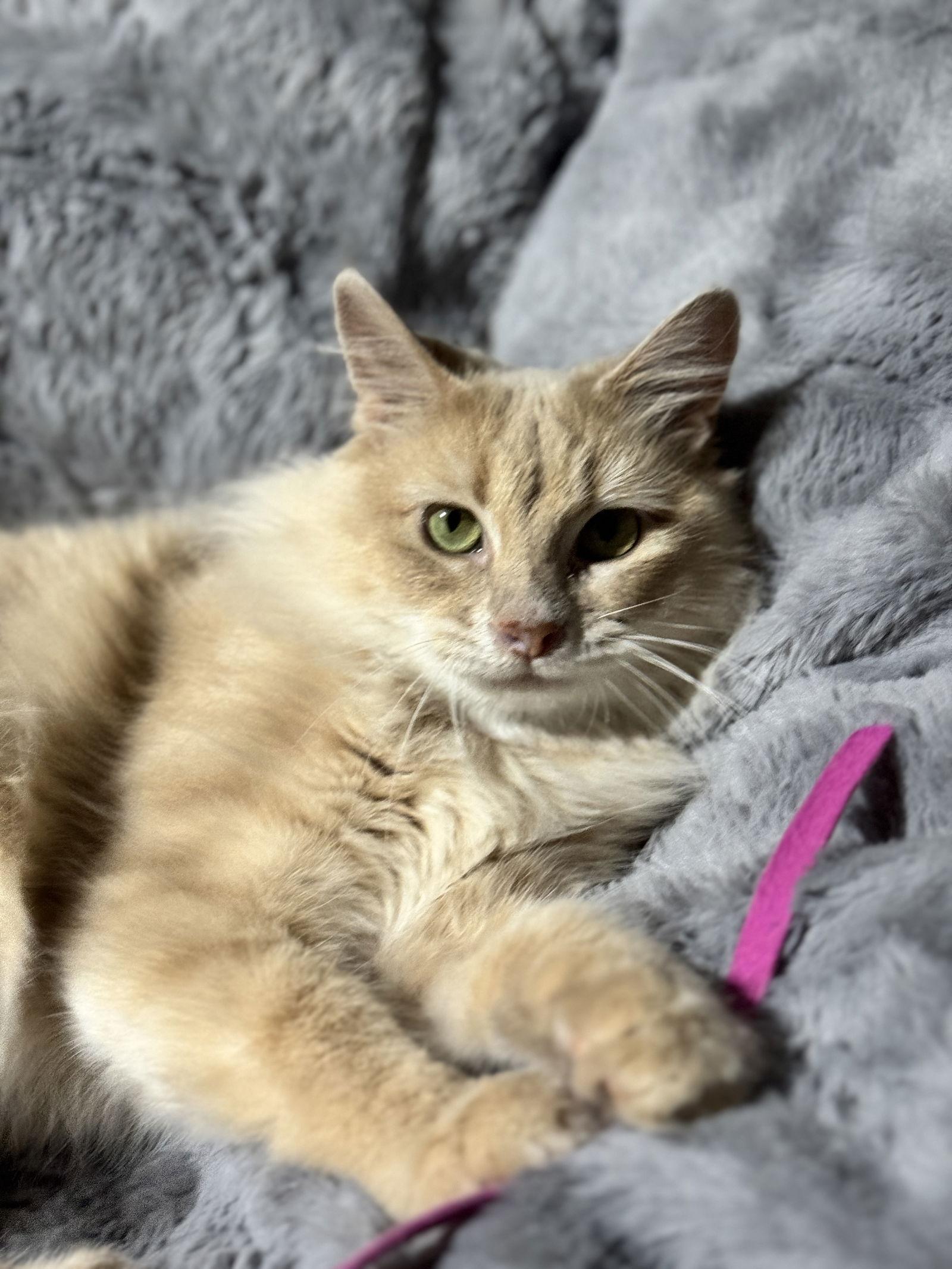 Roxie Mae, a Adoptable Domestic Medium Hair in Lake Saint Louis, MO image 2/3