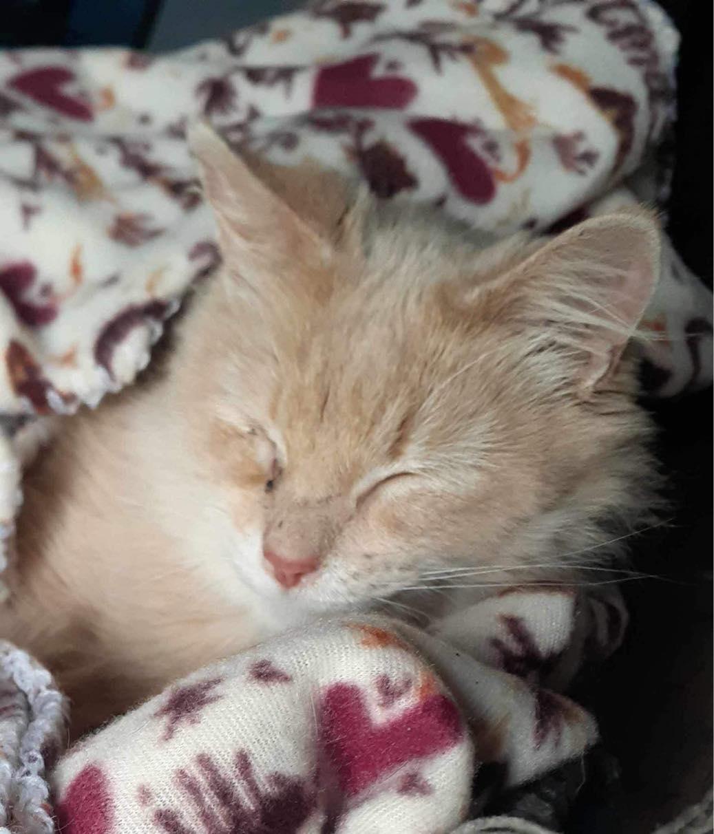 Enlarge Roxie Mae, a Adoptable Domestic Medium Hair in Lake Saint Louis, MO image 2/3