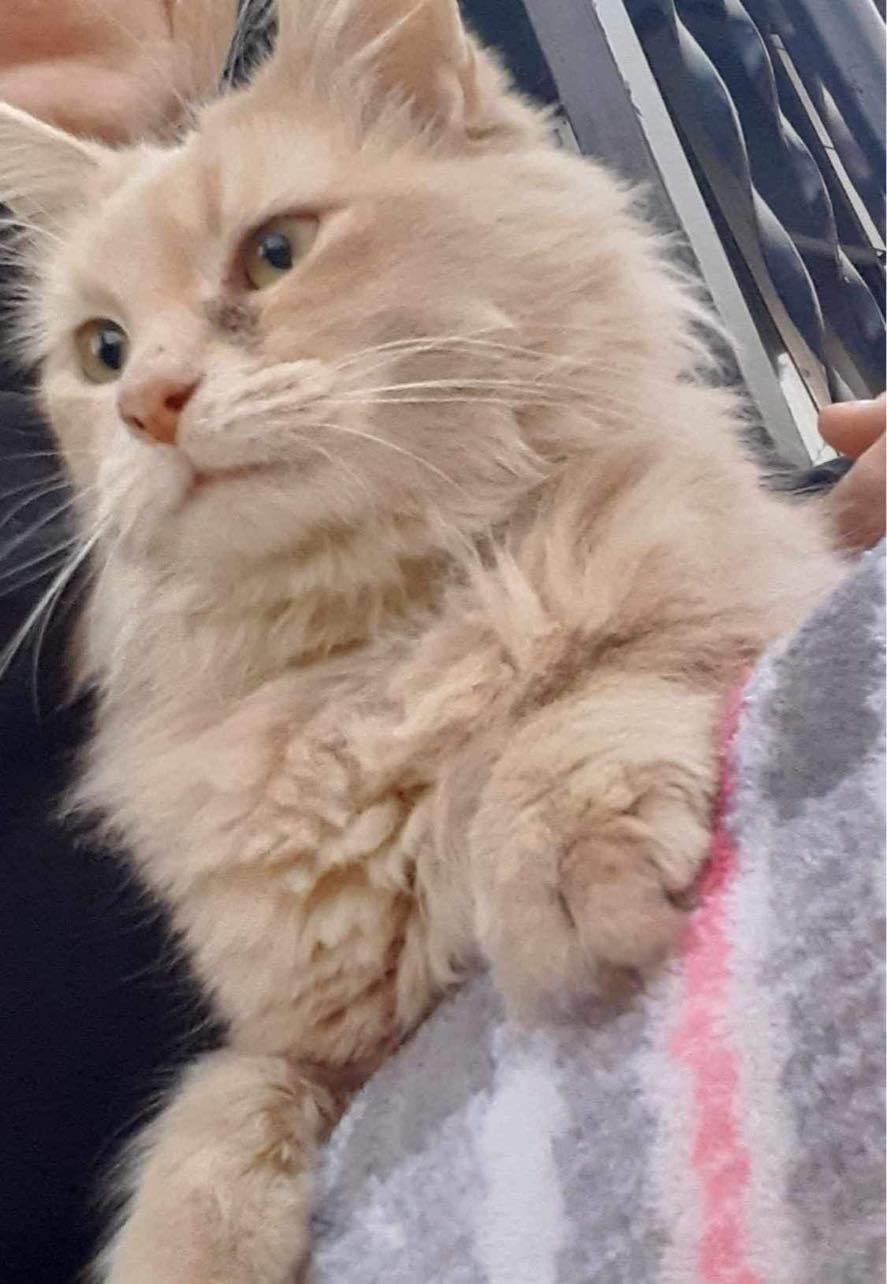 Enlarge Roxie Mae, a Adoptable Domestic Medium Hair in Lake Saint Louis, MO image 3/3