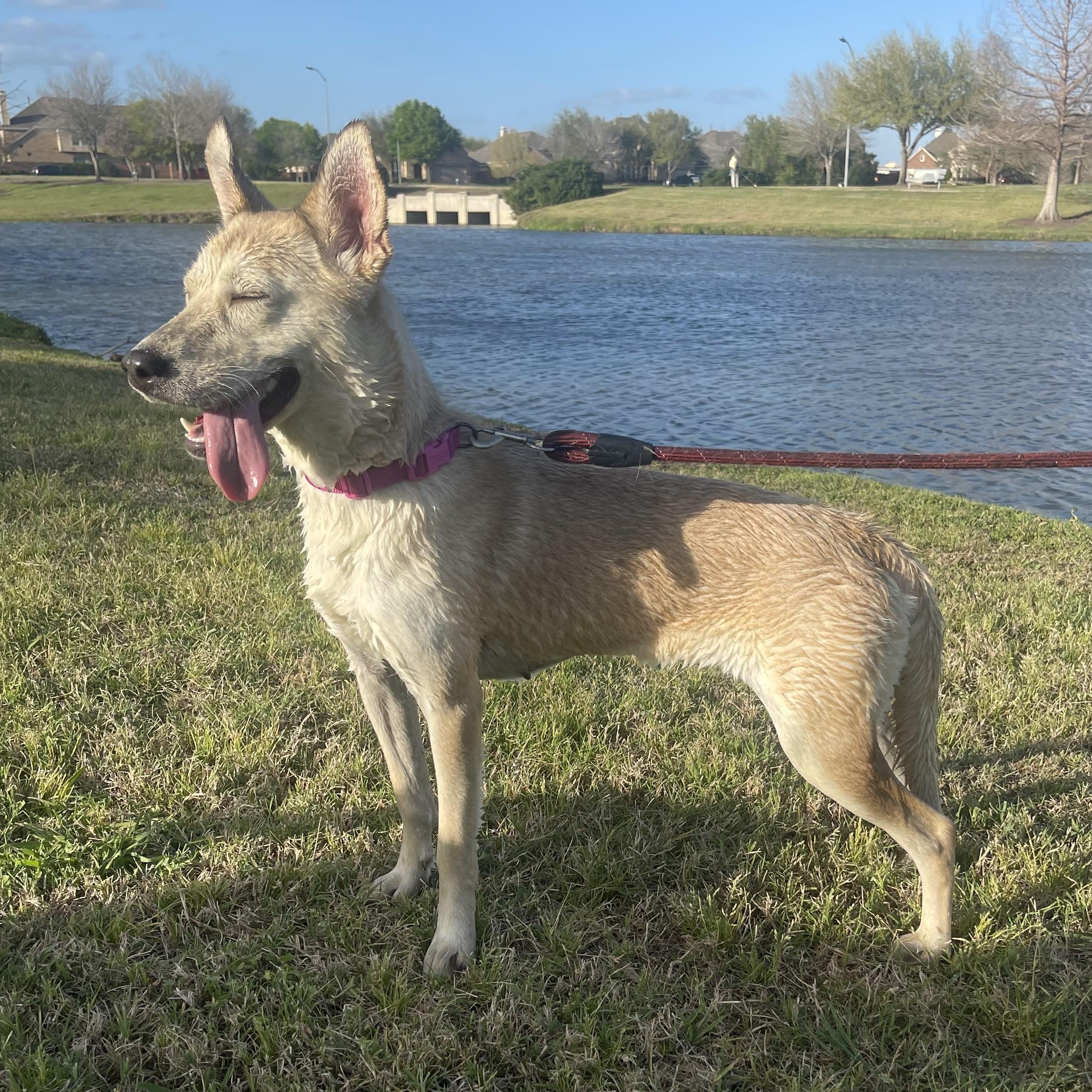 MULAN, an adoptable Husky in Farmington, UT, 84025 | Photo Image 4