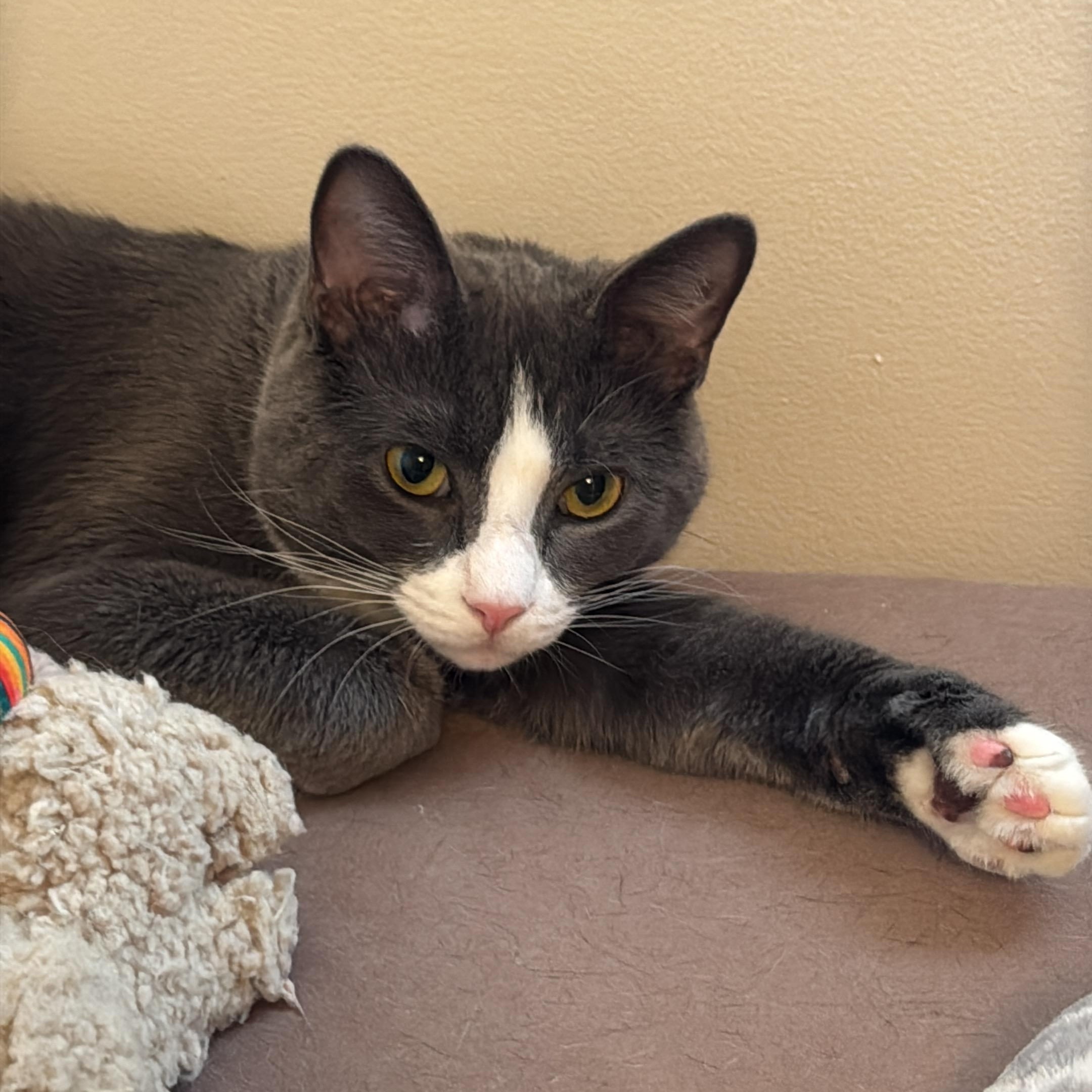 Enlarge Dusty, a Adoptable Domestic Short Hair in Independence, OH image 1/2