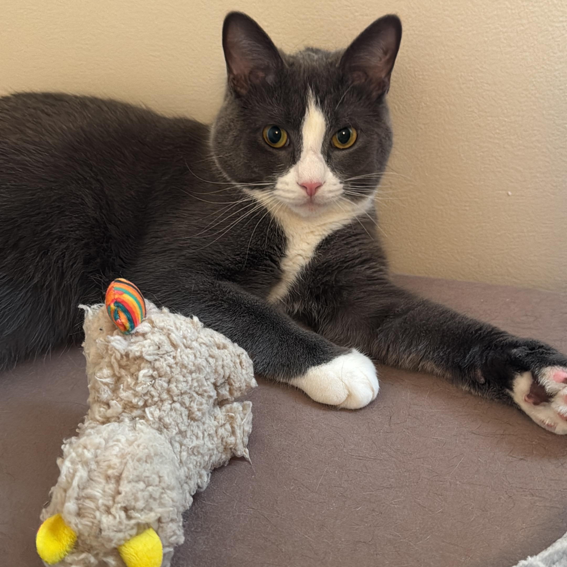 Enlarge Dusty, a Adoptable Domestic Short Hair in Independence, OH image 2/2