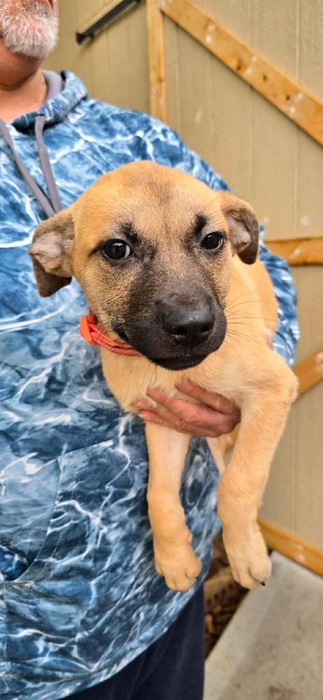 Lars (FOSTERED LOCALLY), Adoptable, Puppy Female Mixed Breed.