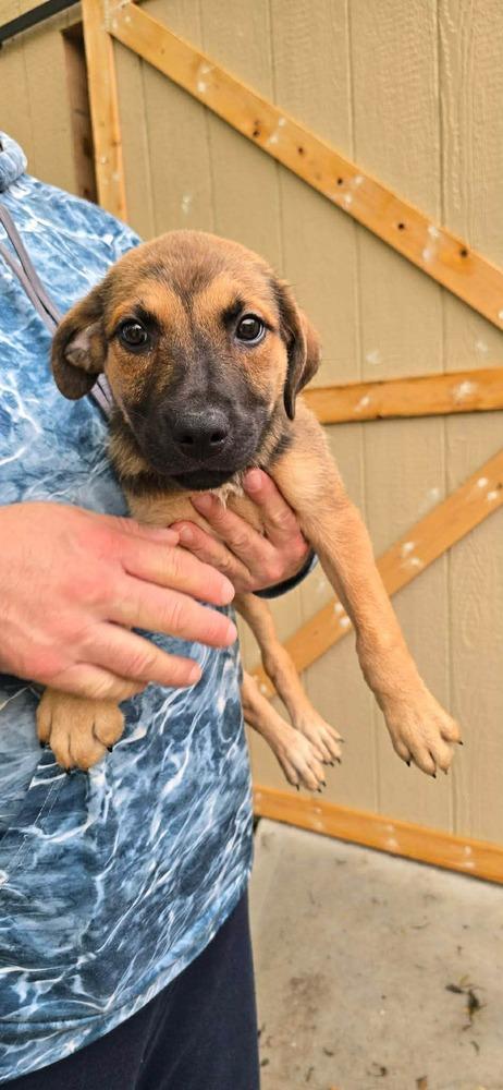 Enlarge Lars (FOSTERED LOCALLY), a Adoptable mixed breed in Leverett, MA image 2/2