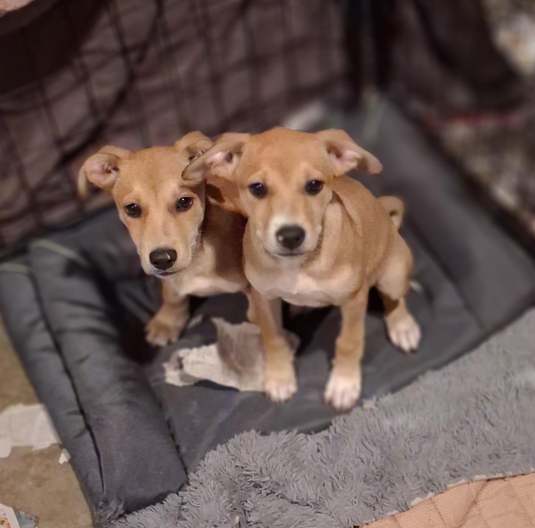 Cashew, Adopted, Puppy Male Chihuahua & Dachshund.