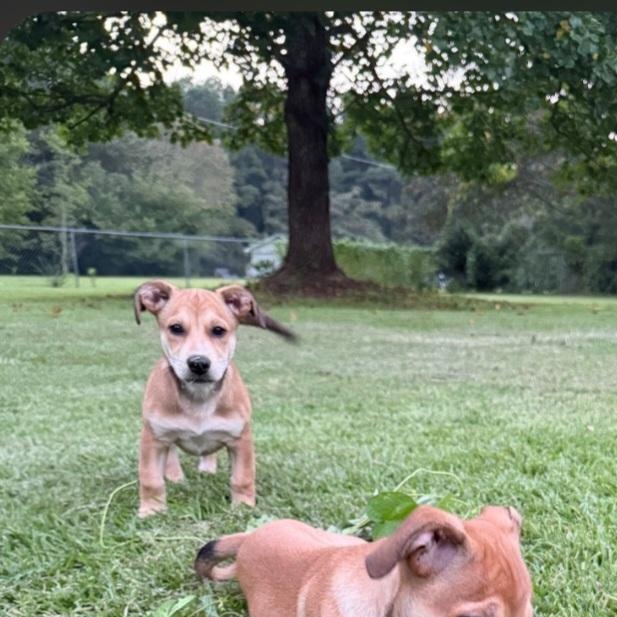 Enlarge Cashew, a Adopted mixed breed in Raeford, NC image 2/3