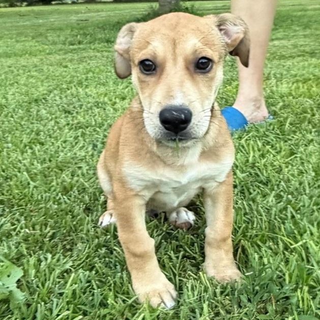 Enlarge Cashew, a Adopted mixed breed in Raeford, NC image 3/3