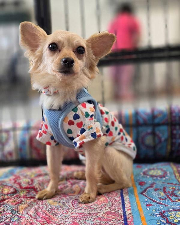 Stella Luna 306002, Adopted, Young Female Terrier & Chihuahua.