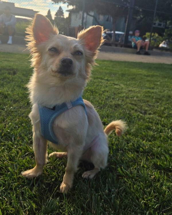 Enlarge Stella Luna 306002, a Adopted mixed breed in Petaluma, CA image 2/3