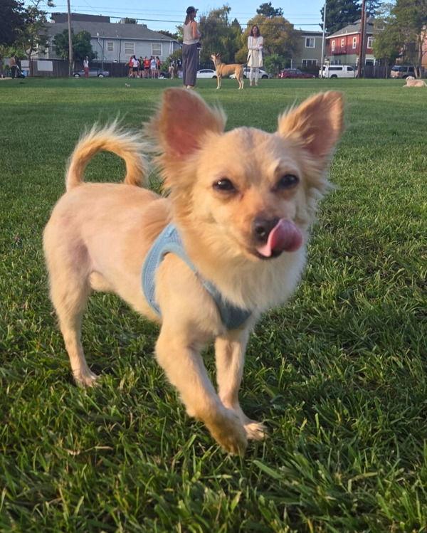 Enlarge Stella Luna 306002, a Adopted mixed breed in Petaluma, CA image 3/3