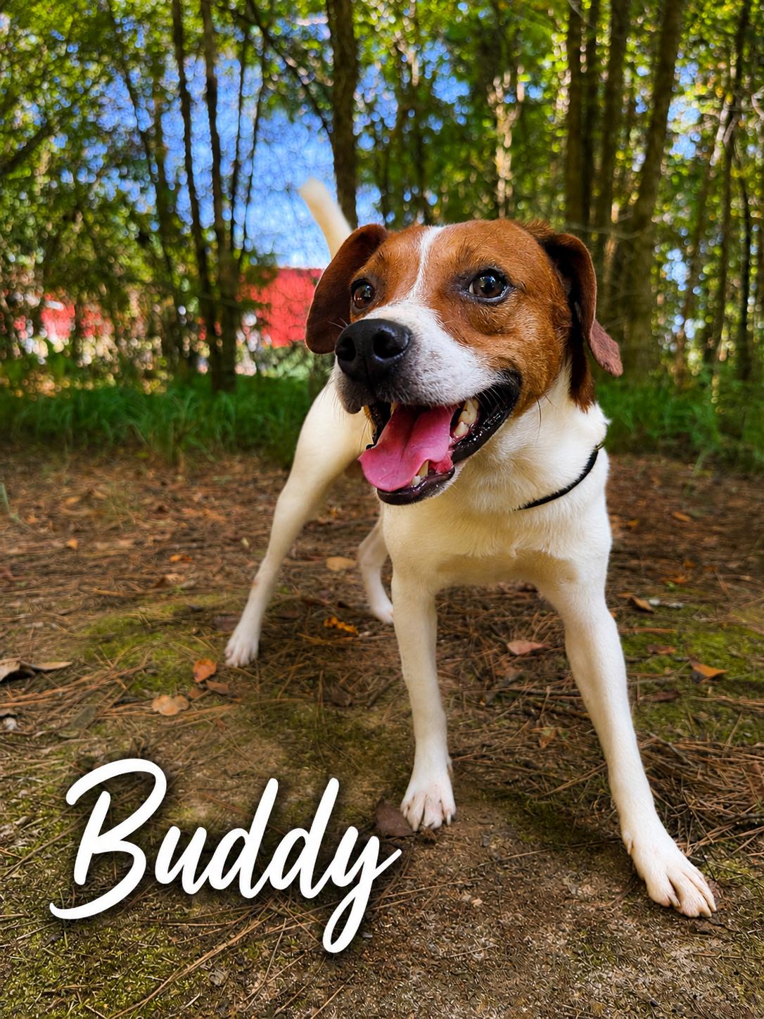 Buddy the Beagle, ADOPTABLE, Adult Male Beagle.