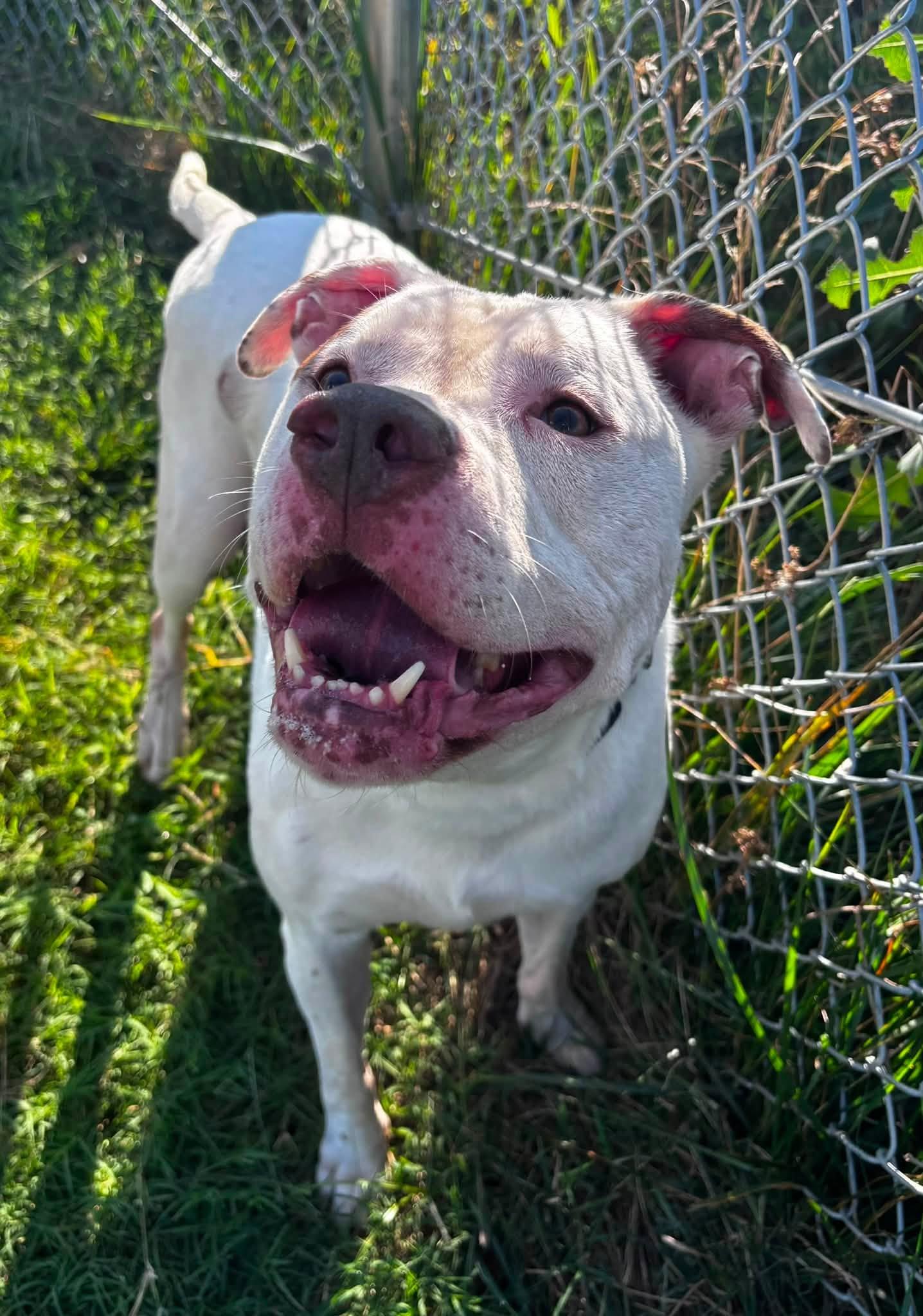Big Mac (ID 52455), Adoptable, Adult Male American Bully.