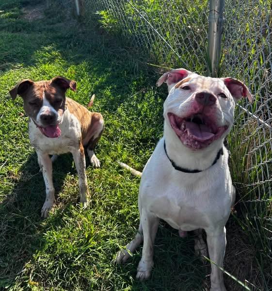 Enlarge Big Mac (ID 52455), a Adoptable American Bully in Manassas, VA image 2/3